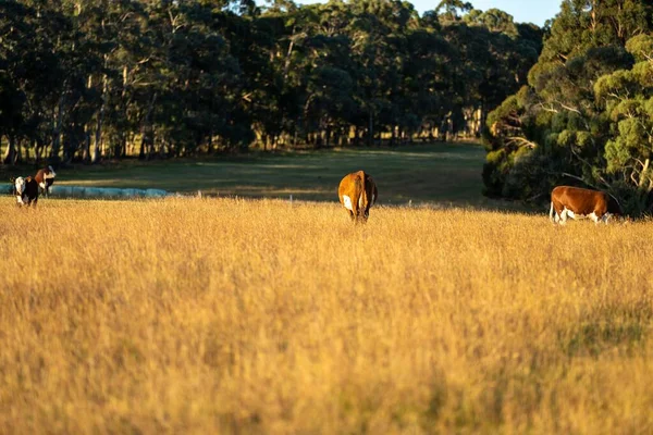 Bir inek sürüsü çayırda otluyor.