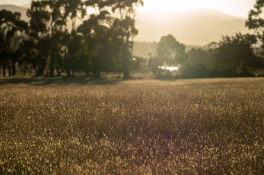Tarlada güzel bir gün batımı