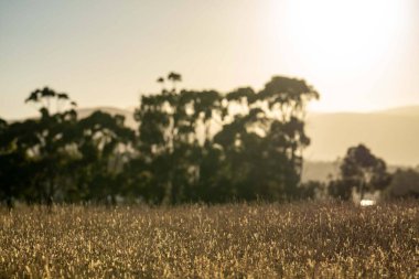 Kırsalda buğday tarlası
