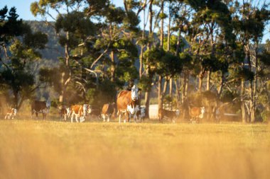 Tarlada bir keçi sürüsü