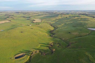 İnsansız hava aracı Avustralya 'da sığır çiftliği üzerinde uçuyor.