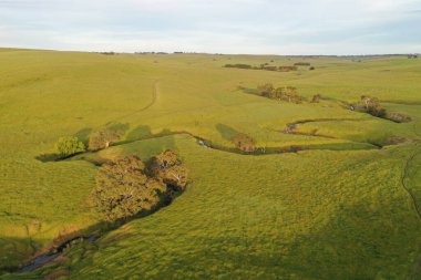İnsansız hava aracı Avustralya 'da sığır çiftliği üzerinde uçuyor.