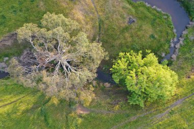 İnsansız hava aracı Avustralya 'da sığır çiftliği üzerinde uçuyor.