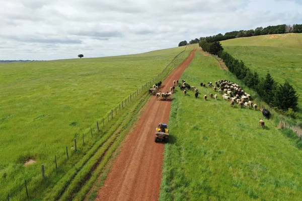 Drone flying over a beef cattle farm in Australia