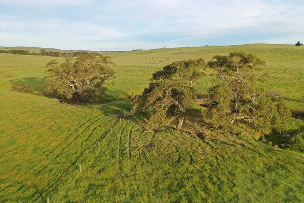 Drone flying over a beef cattle farm in Australia