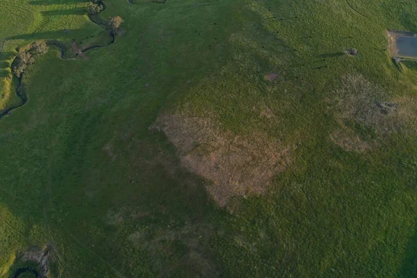 Drone flying over a beef cattle farm in Australia