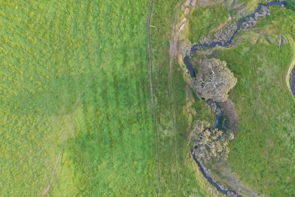 Drone flying over a beef cattle farm in Australia