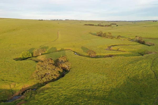 Drone Flying Beef Cattle Farm Australia — Stock Photo, Image