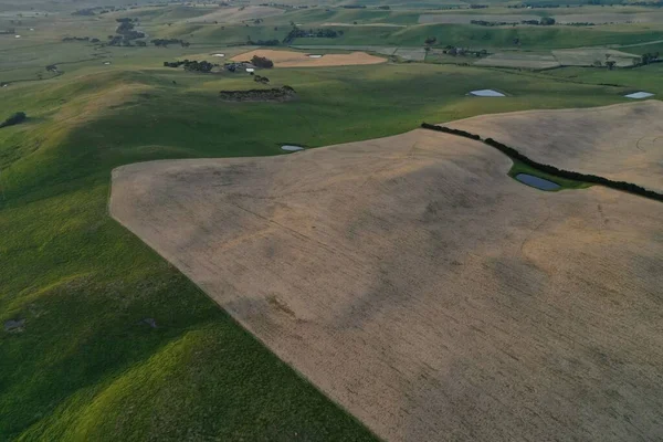 Drohne Fliegt Über Rinderfarm Australien — Stockfoto