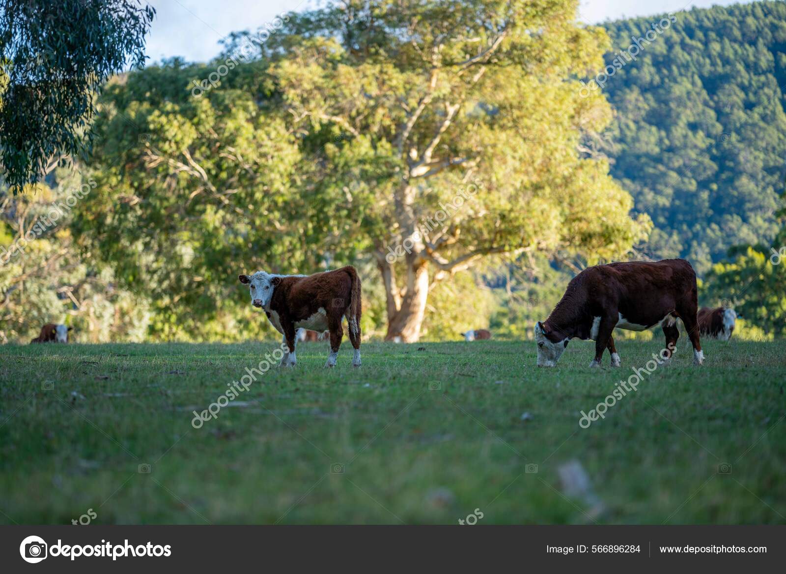 Paisaje Granja Aérea Con Río Hierba Rancho Ganado Playa Junto