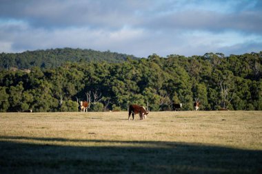 Atlar tarlada otluyor.