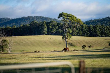 Yeşil çimlerde bir keçi sürüsü