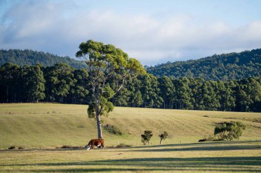 Yeşil çayırlarda otlayan bir inek sürüsü.