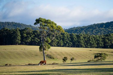Yeşil çayırlarda otlayan inekler.