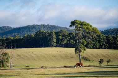 Yeşil çayırlarda otlayan inekler.