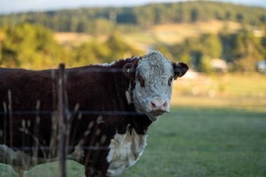 Nehir ve çimlerle kaplı bir havacılık arazisi. Sahilde sığır çiftliği ve deniz kenarında. Okyanus kıyısında ot otlayan ineklerle birlikte tarım.