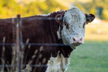 Nehir ve çimlerle kaplı bir havacılık arazisi. Sahilde sığır çiftliği ve deniz kenarında. Okyanus kıyısında ot otlayan ineklerle birlikte tarım.