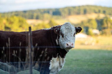 Nehir ve çimlerle kaplı bir havacılık arazisi. Sahilde sığır çiftliği ve deniz kenarında. Okyanus kıyısında ot otlayan ineklerle birlikte tarım.