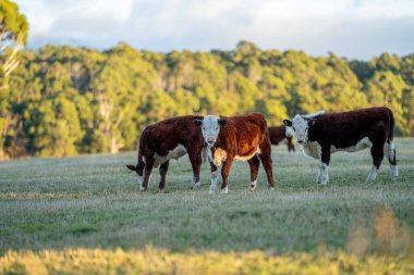 Nehir ve çimlerle kaplı bir havacılık arazisi. Sahilde sığır çiftliği ve deniz kenarında. Okyanus kıyısında ot otlayan ineklerle birlikte tarım.