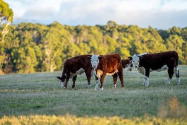 Nehir ve çimlerle kaplı bir havacılık arazisi. Sahilde sığır çiftliği ve deniz kenarında. Okyanus kıyısında ot otlayan ineklerle birlikte tarım.