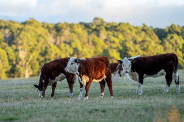 Nehir ve çimlerle kaplı bir havacılık arazisi. Sahilde sığır çiftliği ve deniz kenarında. Okyanus kıyısında ot otlayan ineklerle birlikte tarım.