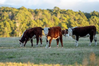 Nehir ve çimlerle kaplı bir havacılık arazisi. Sahilde sığır çiftliği ve deniz kenarında. Okyanus kıyısında ot otlayan ineklerle birlikte tarım.