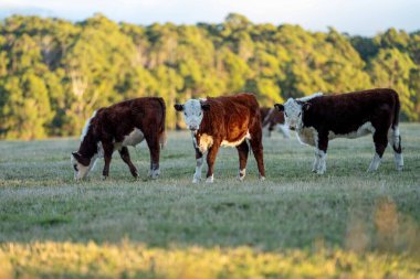 Nehir ve çimlerle kaplı bir havacılık arazisi. Sahilde sığır çiftliği ve deniz kenarında. Okyanus kıyısında ot otlayan ineklerle birlikte tarım.