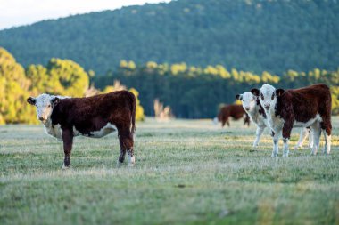 Nehir ve çimlerle kaplı bir havacılık arazisi. Sahilde sığır çiftliği ve deniz kenarında. Okyanus kıyısında ot otlayan ineklerle birlikte tarım.