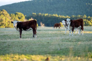Nehir ve çimlerle kaplı bir havacılık arazisi. Sahilde sığır çiftliği ve deniz kenarında. Okyanus kıyısında ot otlayan ineklerle birlikte tarım.