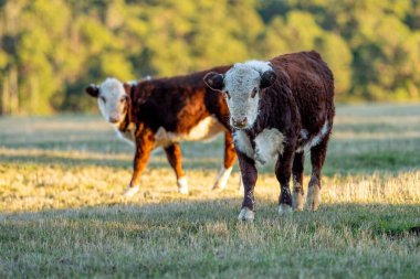 Nehir ve çimlerle kaplı bir havacılık arazisi. Sahilde sığır çiftliği ve deniz kenarında. Okyanus kıyısında ot otlayan ineklerle birlikte tarım.