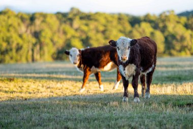 Nehir ve çimlerle kaplı bir havacılık arazisi. Sahilde sığır çiftliği ve deniz kenarında. Okyanus kıyısında ot otlayan ineklerle birlikte tarım.