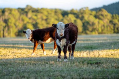 Nehir ve çimlerle kaplı bir havacılık arazisi. Sahilde sığır çiftliği ve deniz kenarında. Okyanus kıyısında ot otlayan ineklerle birlikte tarım.