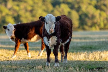 Nehir ve çimlerle kaplı bir havacılık arazisi. Sahilde sığır çiftliği ve deniz kenarında. Okyanus kıyısında ot otlayan ineklerle birlikte tarım.