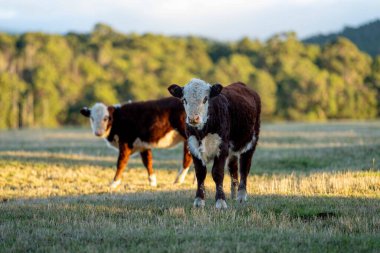 Nehir ve çimlerle kaplı bir havacılık arazisi. Sahilde sığır çiftliği ve deniz kenarında. Okyanus kıyısında ot otlayan ineklerle birlikte tarım.