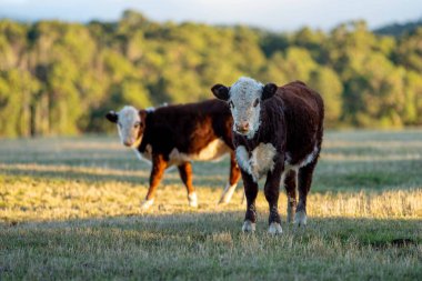 Nehir ve çimlerle kaplı bir havacılık arazisi. Sahilde sığır çiftliği ve deniz kenarında. Okyanus kıyısında ot otlayan ineklerle birlikte tarım.