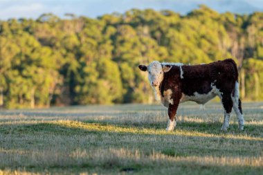 Nehir ve çimlerle kaplı bir havacılık arazisi. Sahilde sığır çiftliği ve deniz kenarında. Okyanus kıyısında ot otlayan ineklerle birlikte tarım.