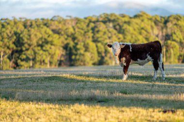 Nehir ve çimlerle kaplı bir havacılık arazisi. Sahilde sığır çiftliği ve deniz kenarında. Okyanus kıyısında ot otlayan ineklerle birlikte tarım.