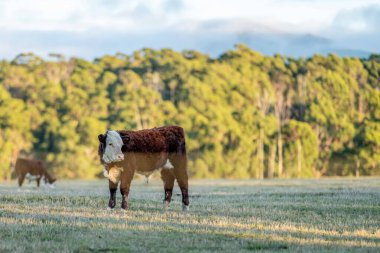 Nehir ve çimlerle kaplı bir havacılık arazisi. Sahilde sığır çiftliği ve deniz kenarında. Okyanus kıyısında ot otlayan ineklerle birlikte tarım.