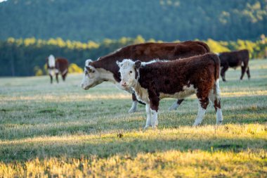 Nehir ve çimlerle kaplı bir havacılık arazisi. Sahilde sığır çiftliği ve deniz kenarında. Okyanus kıyısında ot otlayan ineklerle birlikte tarım.