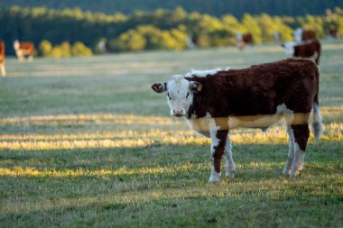 Nehir ve çimlerle kaplı bir havacılık arazisi. Sahilde sığır çiftliği ve deniz kenarında. Okyanus kıyısında ot otlayan ineklerle birlikte tarım.