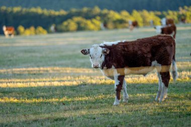 Nehir ve çimlerle kaplı bir havacılık arazisi. Sahilde sığır çiftliği ve deniz kenarında. Okyanus kıyısında ot otlayan ineklerle birlikte tarım.