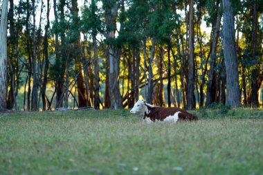 Nehir ve çimlerle kaplı bir havacılık arazisi. Sahilde sığır çiftliği ve deniz kenarında. Okyanus kıyısında ot otlayan ineklerle birlikte tarım.