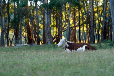 Nehir ve çimlerle kaplı bir havacılık arazisi. Sahilde sığır çiftliği ve deniz kenarında. Okyanus kıyısında ot otlayan ineklerle birlikte tarım.