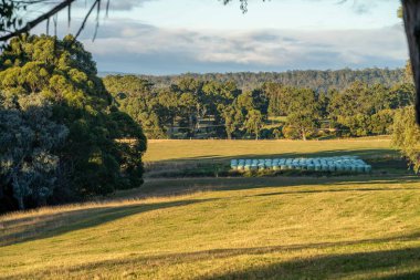 Nehir ve çimlerle kaplı bir havacılık arazisi. Sahilde sığır çiftliği ve deniz kenarında. Okyanus kıyısında ot otlayan ineklerle birlikte tarım.