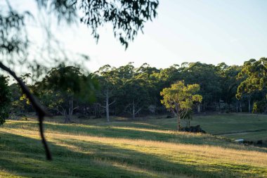 Nehir ve çimlerle kaplı bir havacılık arazisi. Sahilde sığır çiftliği ve deniz kenarında. Okyanus kıyısında ot otlayan ineklerle birlikte tarım.
