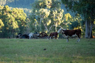 Nehir ve çimlerle kaplı bir havacılık arazisi. Sahilde sığır çiftliği ve deniz kenarında. Okyanus kıyısında ot otlayan ineklerle birlikte tarım.