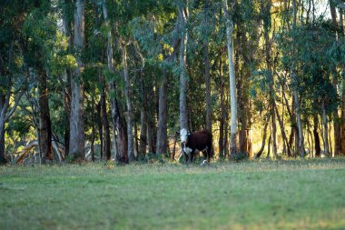 Nehir ve çimlerle kaplı bir havacılık arazisi. Sahilde sığır çiftliği ve deniz kenarında. Okyanus kıyısında ot otlayan ineklerle birlikte tarım.