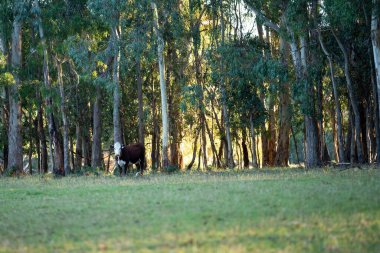 Nehir ve çimlerle kaplı bir havacılık arazisi. Sahilde sığır çiftliği ve deniz kenarında. Okyanus kıyısında ot otlayan ineklerle birlikte tarım.