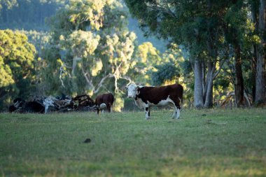 Nehir ve çimlerle kaplı bir havacılık arazisi. Sahilde sığır çiftliği ve deniz kenarında. Okyanus kıyısında ot otlayan ineklerle birlikte tarım.