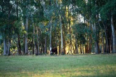 Nehir ve çimlerle kaplı bir havacılık arazisi. Sahilde sığır çiftliği ve deniz kenarında. Okyanus kıyısında ot otlayan ineklerle birlikte tarım.